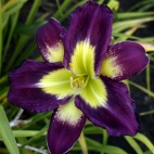 Daylily-Apatura-Evening-Picnic-1.jpg