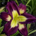 Daylily-Apatura-Evening-Picnic-2-1.jpg
