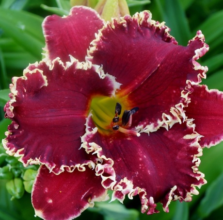daylily-Van-Helsing-5.jpg