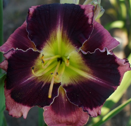 Daylily-Apatura-Big-Black-Eyes-3.jpg