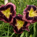 Daylily-Apatura-Big-Black-Eyes-2-1.jpg