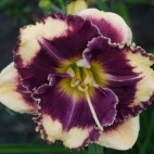daylily-Answering-Angels.jpg