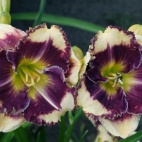 daylily-Answering-Angels-2.jpg