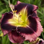 Daylily-Apatura-Big-Black-Eyes-1.jpg