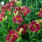 daylily-Van-Helsing-3-1.jpg