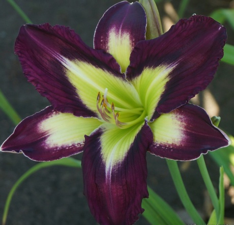 Daylily-Apatura-Evening-Picnic.jpg