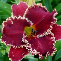 daylily-Van-Helsing-5.jpg