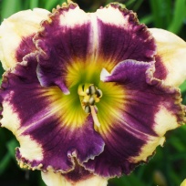 daylily-Answering-Angels-1.jpg