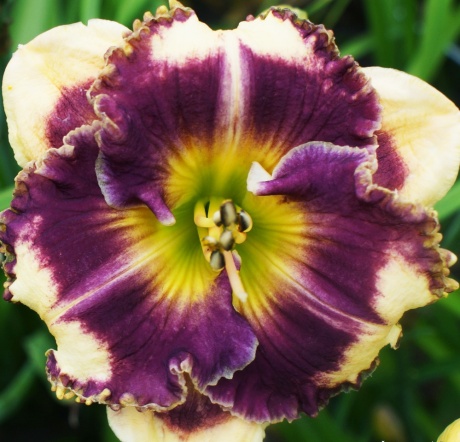 daylily-Answering-Angels-1.jpg