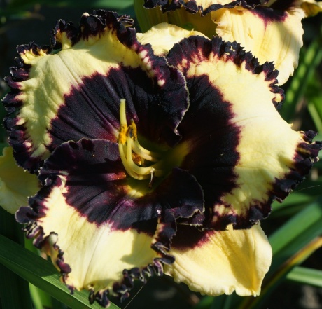 Daylily-Ima-Bigtimer-1.jpg