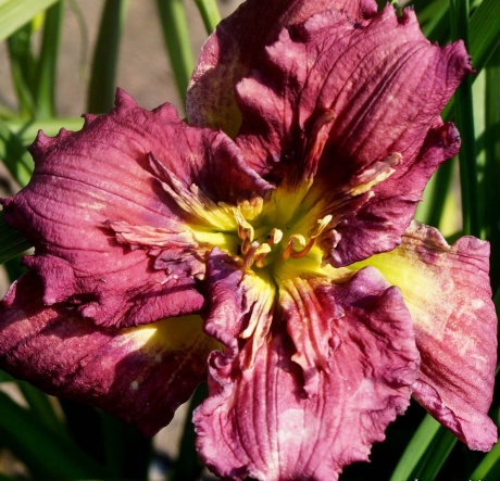 Daylily-Lady-Patch-1.jpg