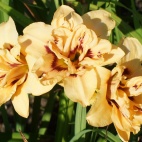 Daylily-Raspberry-Ripple-Cupcake.jpg