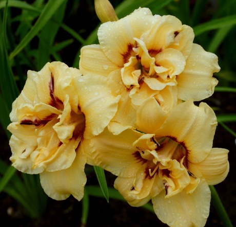 daylily-Raspberry-Ripple-Cupcake-2-1.jpg