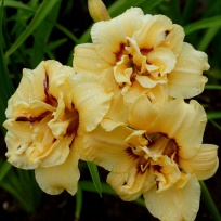 daylily-Raspberry-Ripple-Cupcake-2-1.jpg