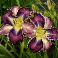Daylily-Apatura-Waiting-Penelope-1.jpg