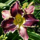 Daylily-Apatura-Waiting-Penelope-2.jpg