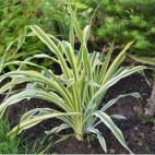 Kvanso variegata.JPG