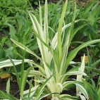 Kvanso variegata 2.JPG
