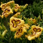 Daylily-Apatura-Bouguet-for-Summer-2-1.jpg