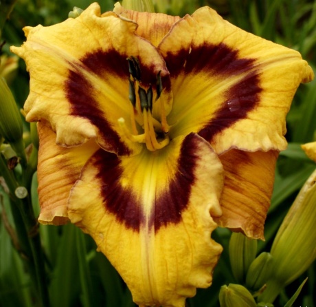 Daylily-Apatura-Bouguet-for-Summer-1.jpg