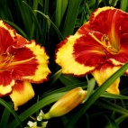 daylily-Ledgewood‘s-Firecracker-2-3.jpg