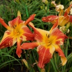 Daylily-Explosion-in-the-Paint-Factory-3.jpg