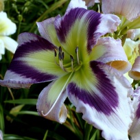 Daylily-The-Light-of-purple-Eyes-4.jpg