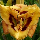 Daylily-Apatura-Bouguet-for-Summer-2.jpg