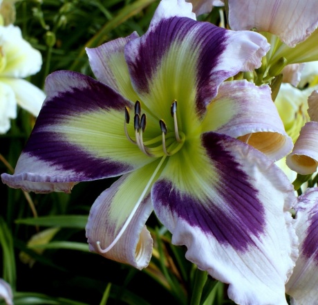 Daylily-The-Light-of-purple-Eyes-4.jpg