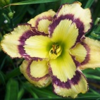Daylily-Violet-Stained-Glass-2.jpg