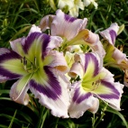 Daylily-The-Light-of-purple-Eyes-3-1.jpg