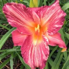 Pink Stripe 2.JPG