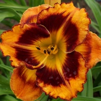 Daylily-Apatura-Ringtail.jpg