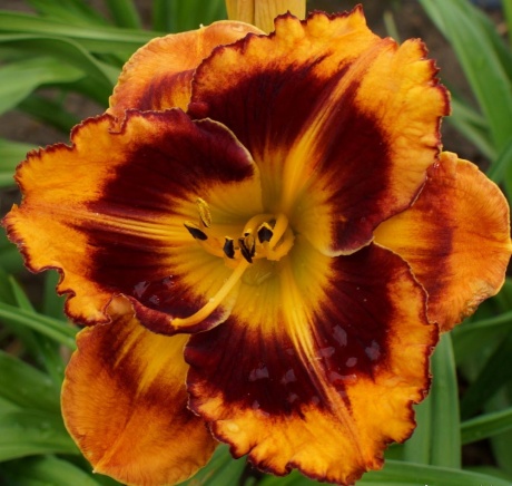 Daylily-Apatura-Ringtail.jpg