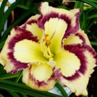 daylily-Violet-Stained-Glass-3.jpg