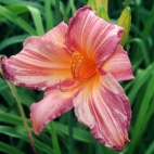 Pink Stripes 1.JPG