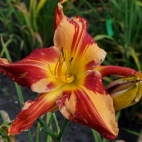 Daylily-Explosion-in-the-Paint-Factory-2.jpg
