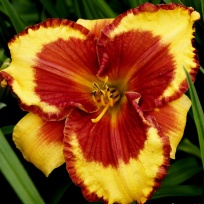 daylily-Ledgewood‘s-Firecracker-6.jpg