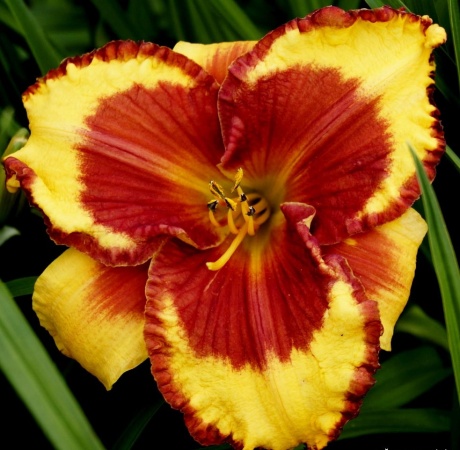 daylily-Ledgewood‘s-Firecracker-6.jpg