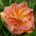 Daylily-Martian-Sunset-2-1.jpg