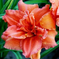 daylily-Double-Dribble-1.jpg