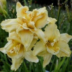 Daylily-Judy‘s-Penthouse-Double-1.jpg