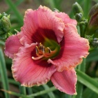 Daylily-Broadway-Sparkler-2.jpg