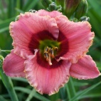 Daylily-Broadway-Sparkler-4.jpg