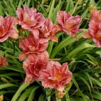Daylily-Double-Dribble-1 (1).jpg