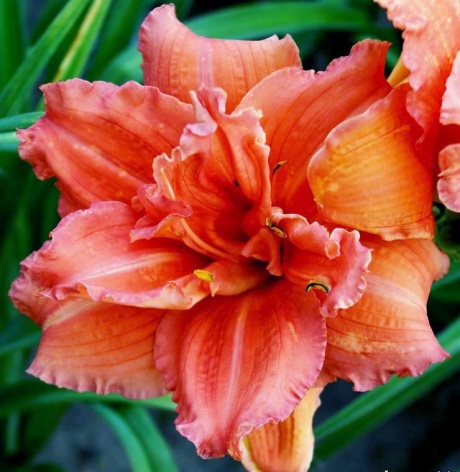daylily-Double-Dribble-1.jpg