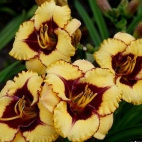 daylily-Broadway-Diva-3-1.jpg