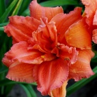daylily-Double-Dribble-1.jpg