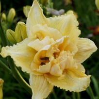 Daylily-Judy‘s-Penthouse-Double-2.jpg