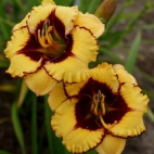 daylily-Broadway-Diva-5.jpg